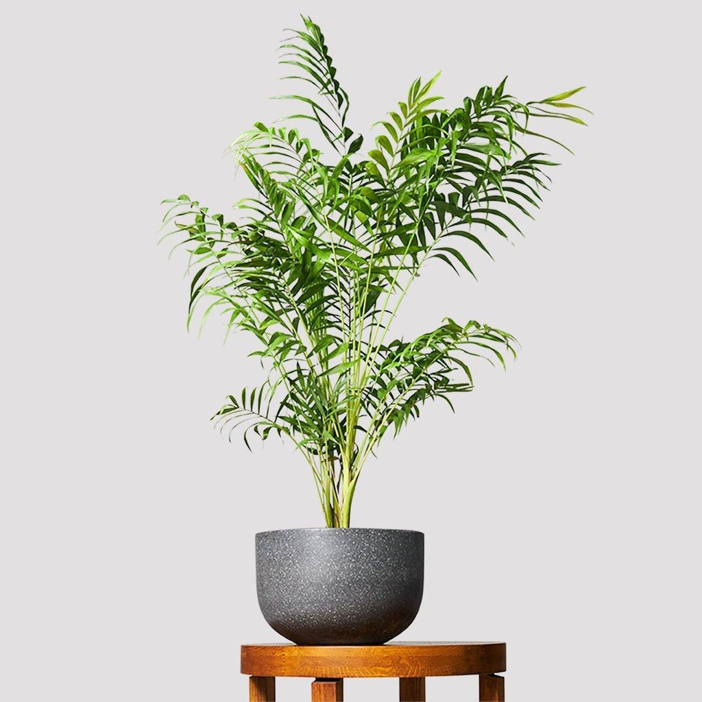 Parlor Palm Bamboo Stylish & Low Maintenance